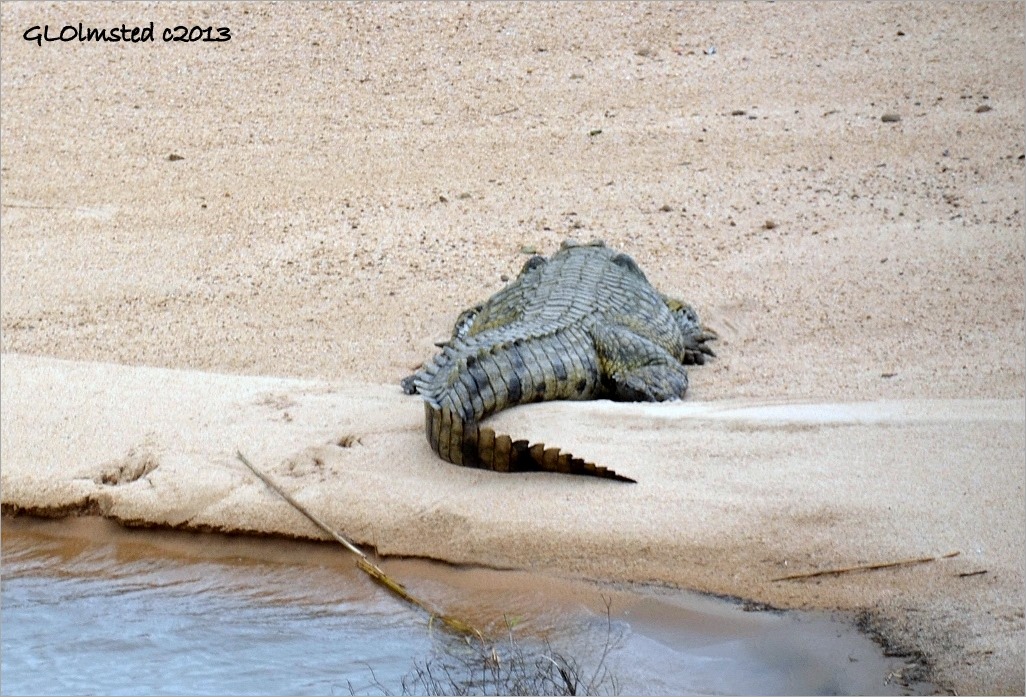 Crocodile on sandbar Kruger National Park South Africa