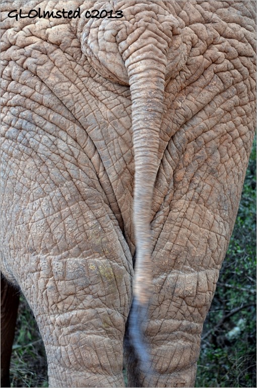 Elephant's butt Addo Elephant National Park South Africa