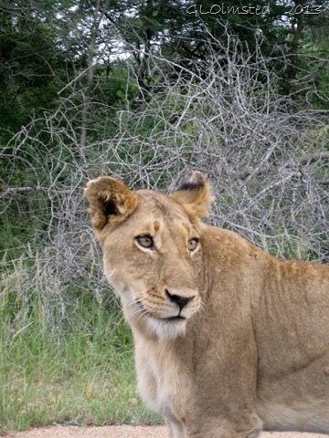 Lioness Kruger Natinal Park Mpumalanga South Africa