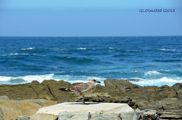 Seagull at Tsitsikamma National Park Storms River Mouth South Africa