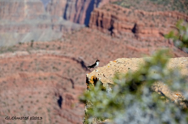Violet-green swallow at Point Sublime North Rim Grand Canyon National Park Arizona