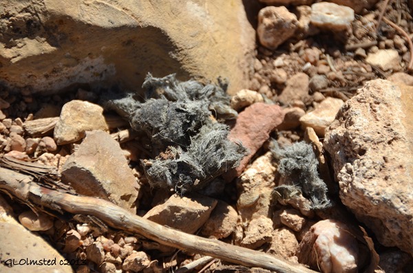 Coyote scat at Point Sublime North Rim Grand Canyon National Park Arizona