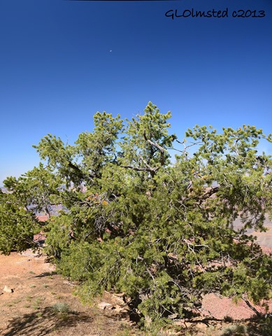 Pinyon pine at Point Sublime North Rim Grand Canyon National Park Arizona