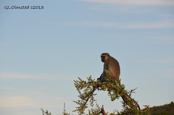 Vervet Monkey Camdeboo National Park Eastern Cape Graaff-Reinet South Africa