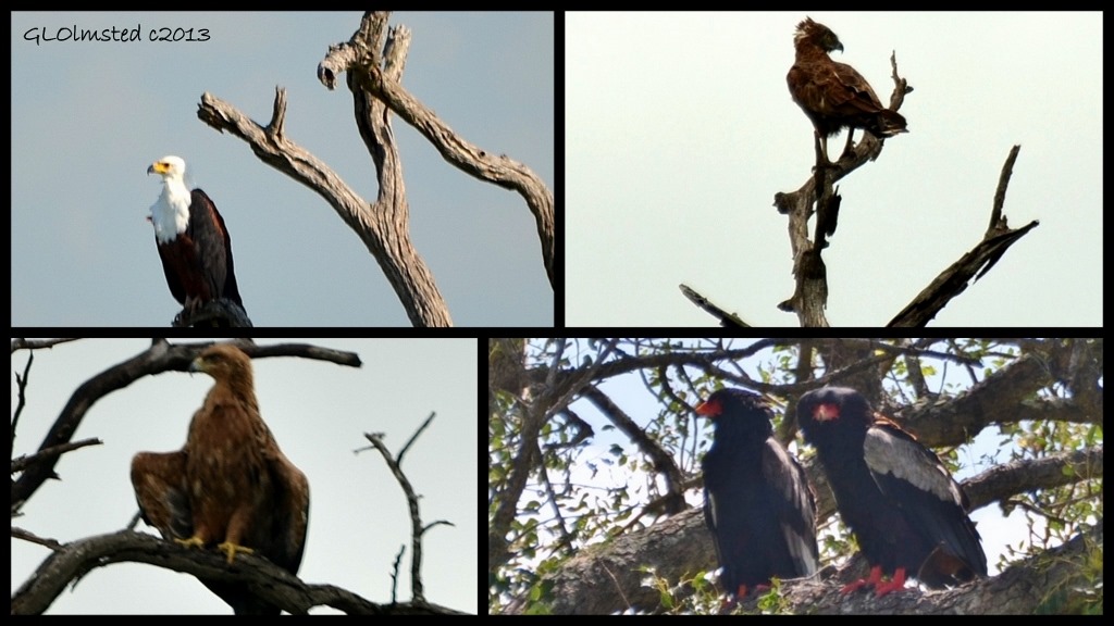 African Fish Eagle, Brown Snake Eagle, Bateleur Eagles and Walberg's Eagle of Kruger National Park South Africa