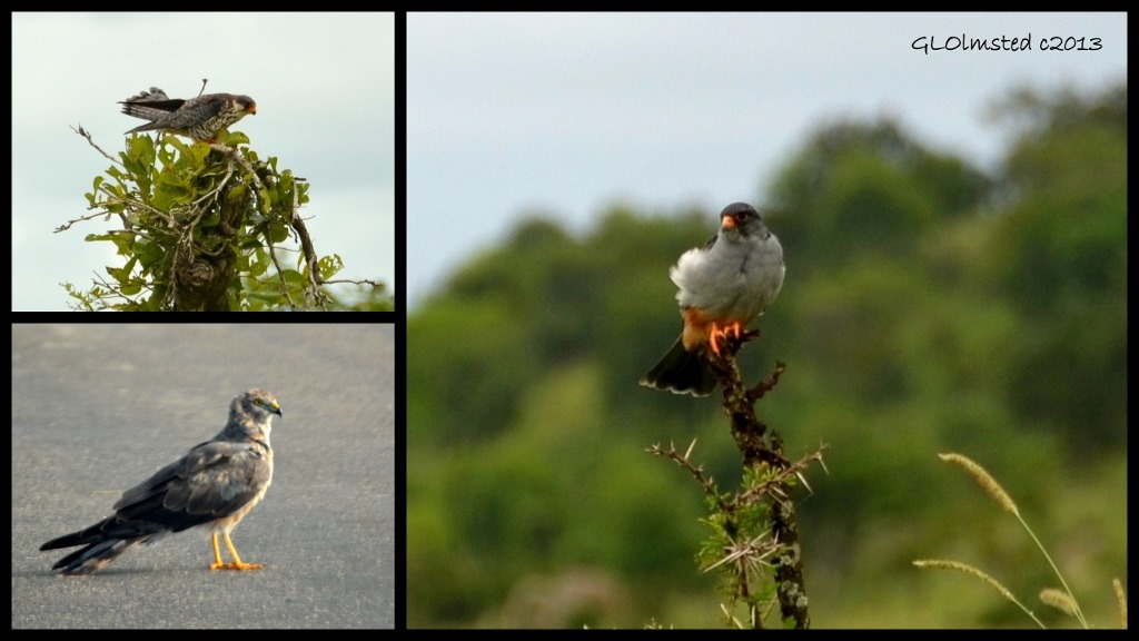 Dark Chanting Goshawk, Red-footed Falcon & Little Sparrow Hawk of Kruger National Park South Africa