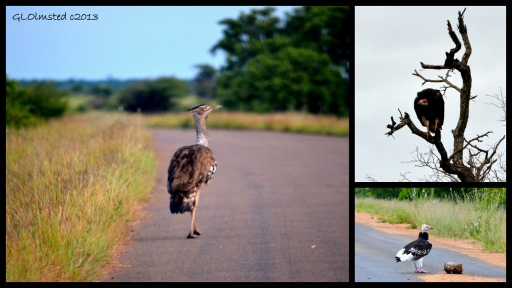 Kori Bustard, Lappet-faced Vulture and White-headed Vulture of Kruger National Park South Africa