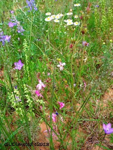 Wildflowers in Big Basin North Rim Grand Canyon National Park Arizona