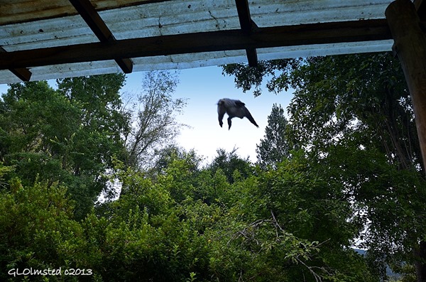 Samango monkey flying off roof Never Daunted Self-catering Cottage Hogsback South Africa