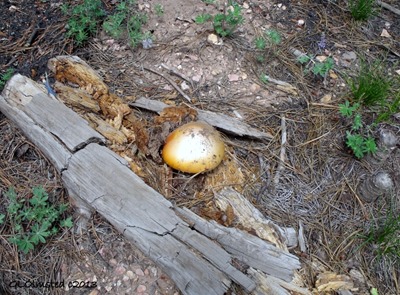 Huge mushroom North Rim Grand Canyon National Park Arizona