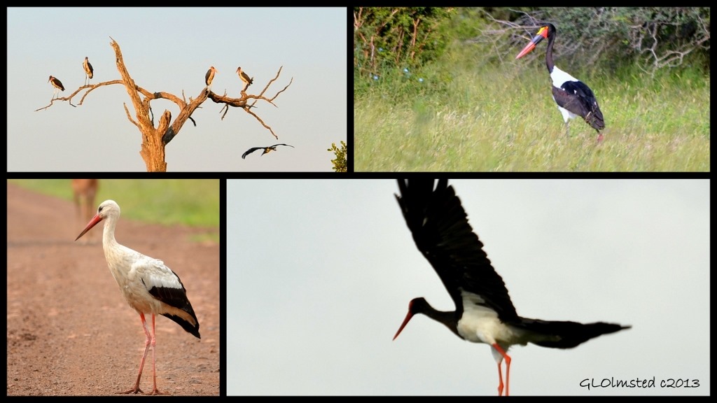 Marabou Storks, Saddle-billed Stork, Black Stork and White Stork of Kruger National Park South Africa