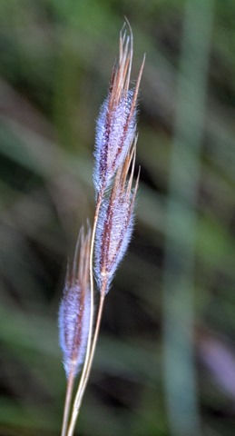 Grass seed head along Echo Ravine trail Golden Gate Highlands National Park South Africa