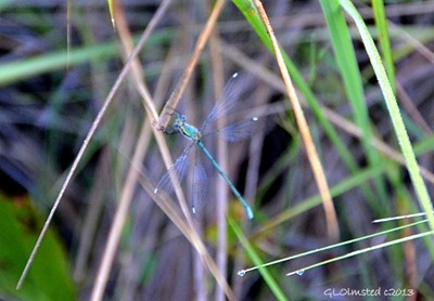 Dragonfly along Echo Ravine trail Golden Gate Highlands National Park South Africa