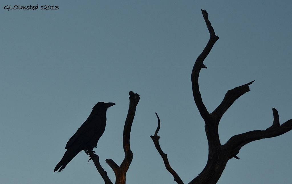 Raven in snag from Cape Royal trail North Rim Grand Canyon National Park Arizona