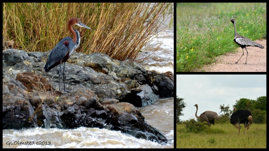 Goliath Heron, Black-bellied Korhaan and Ostrich of Kruger National Park South Africa