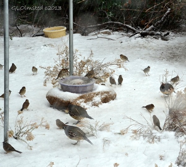 Birds in snow Yarnell Arizona