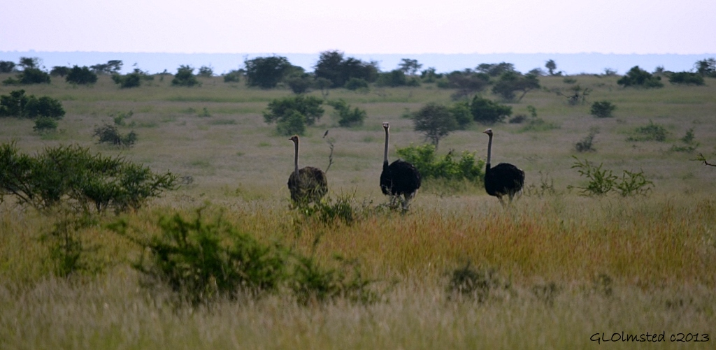 Ostrich Kruger National Park South Africa