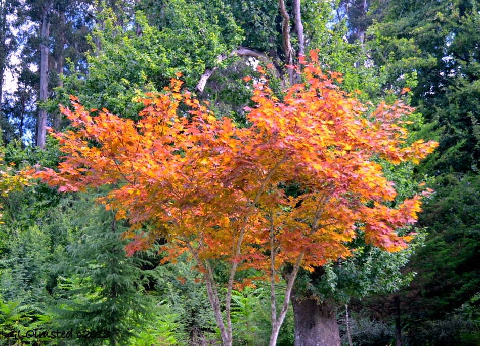 Fall colored Maple Hogsback Arboretum Hogsback South Africa