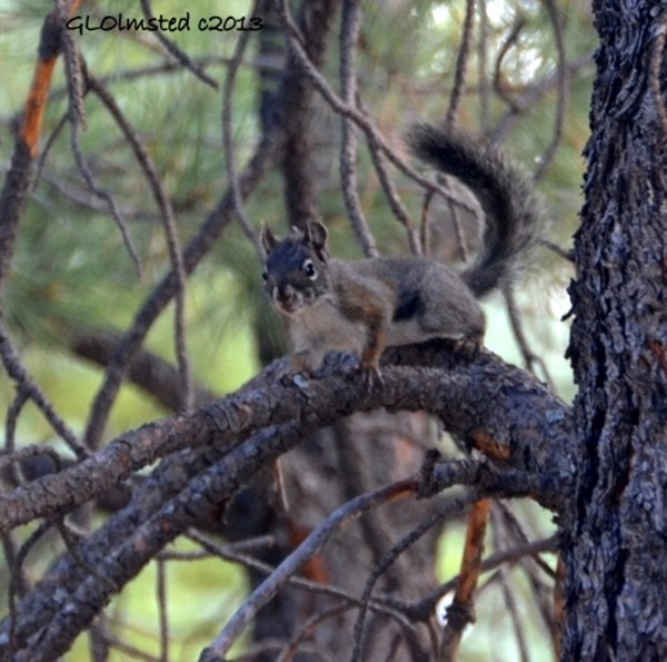 Juvenile Kaibab squirrel North Rim Grand Canyon National Park Arizona
