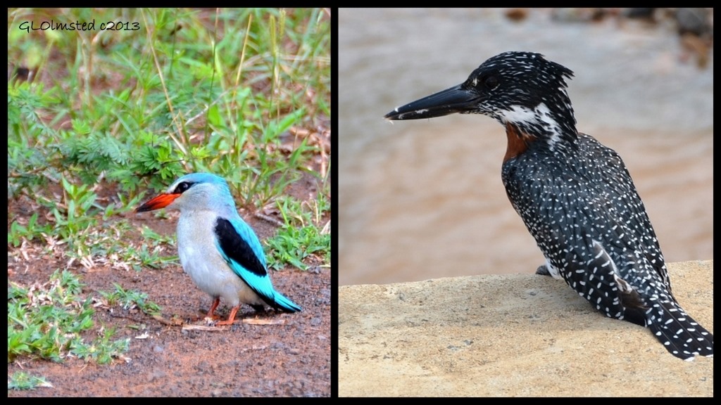 Woodland and Giant Kingfishers of Kruger National Park South Africa
