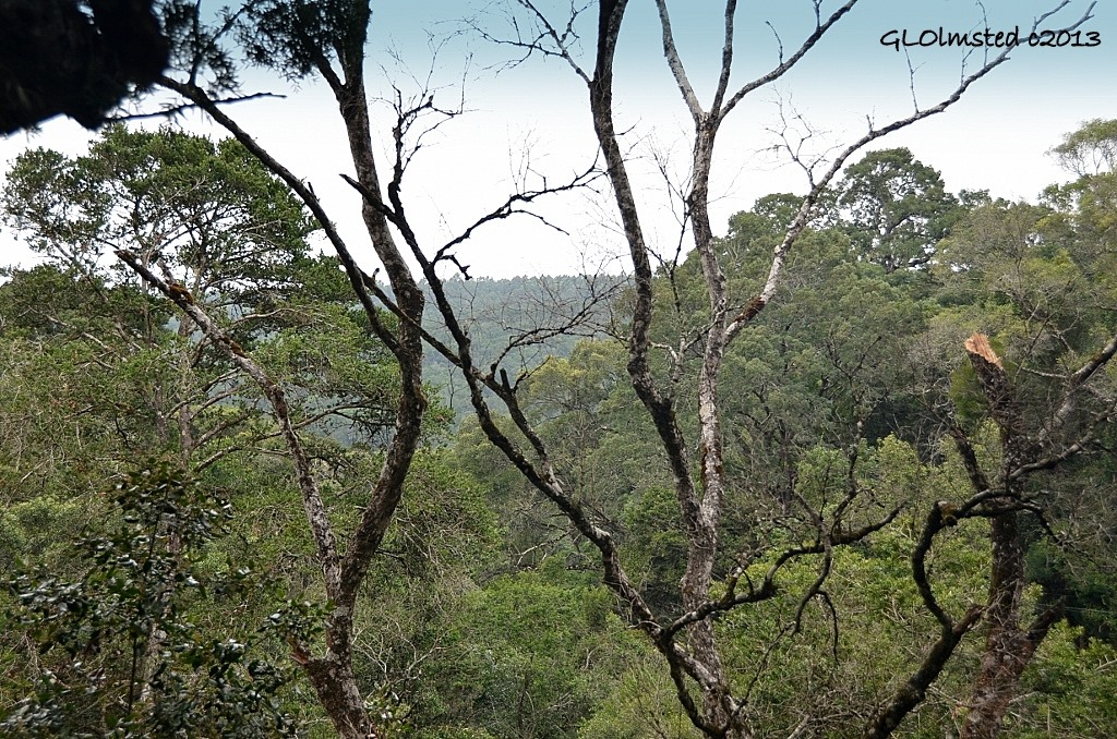 Looking across forest from platform Tsitsikamma Canopy Tour Storms River South Africa