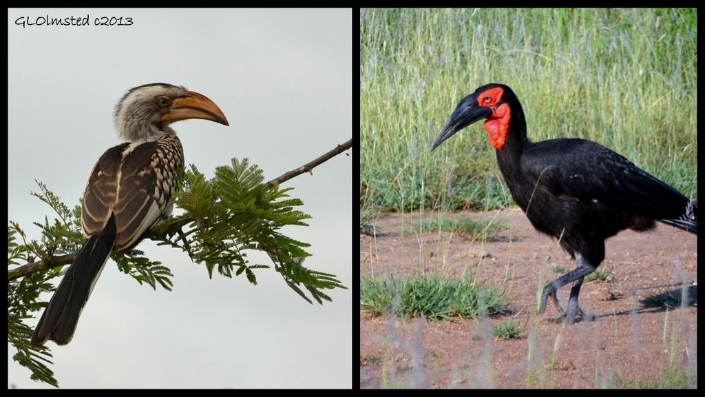 Red-billed and Southern Ground Hornbills of Kruger National Park South Africa