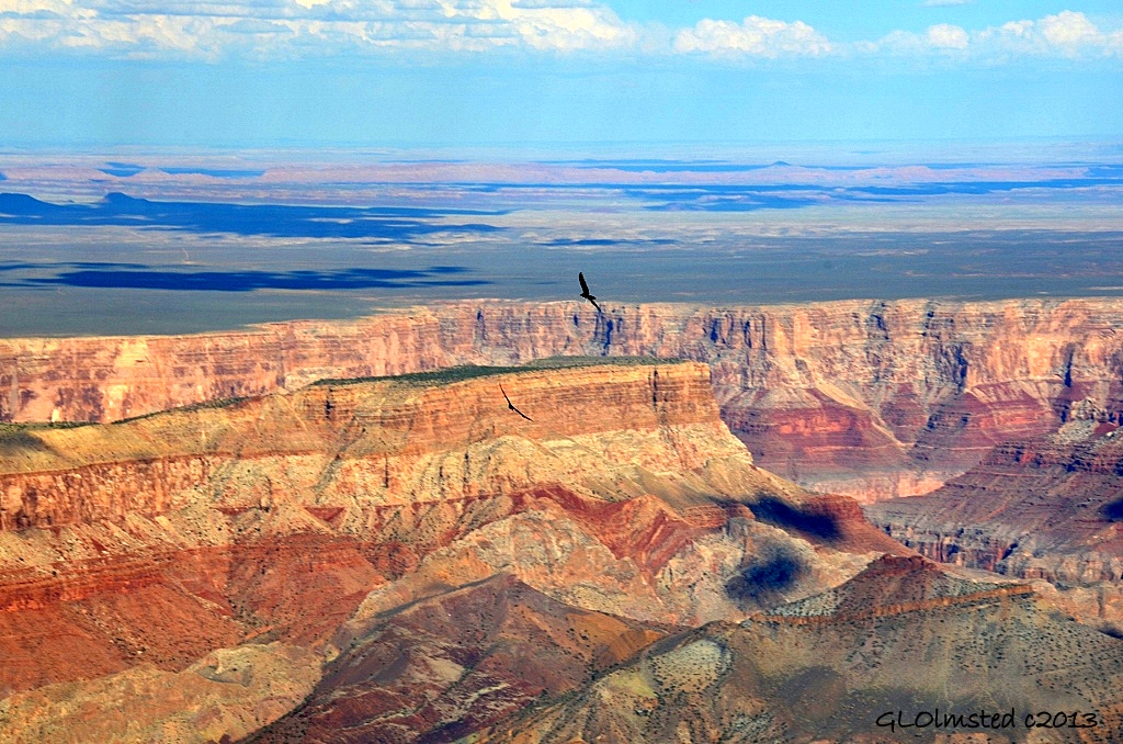 Turkey vultures soaring over Grand Canyon from Point Imperial North Rim Arizona