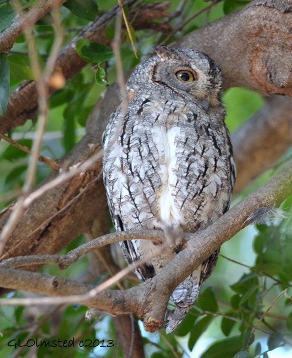 Scops-Owl Kruger National Park South Africa