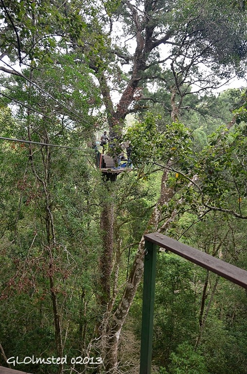 Looking at platform 3 Tsitsikamma Canopy Tour Storms River South Africa