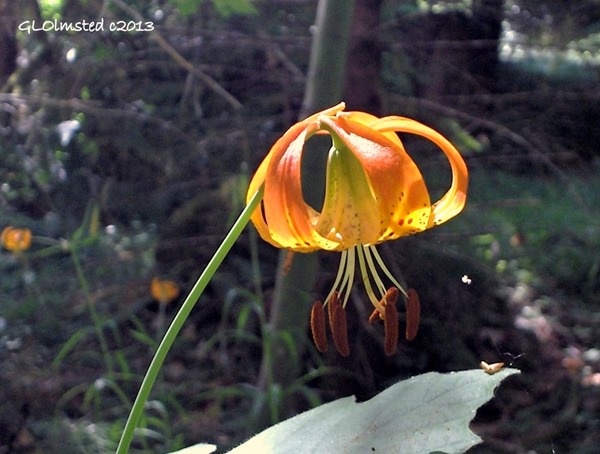 Tiger Lily Caves Creek campground Oregon