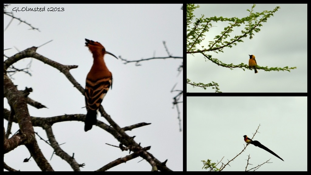 African Hoopoe, Lesser Masked Weaver and Long-tailed Paradise Whyah of Kruger National Park South Africa