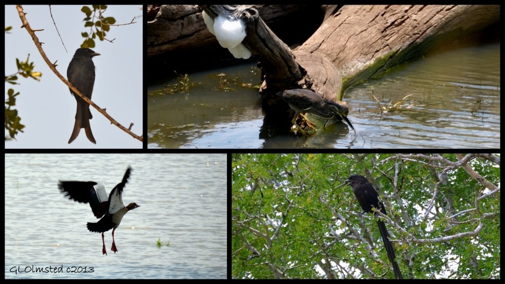 Forked-tailed Drongo, Green-backed Heron, Magpie Shrike and Egyptian Goose of Kruger National Park South Africa
