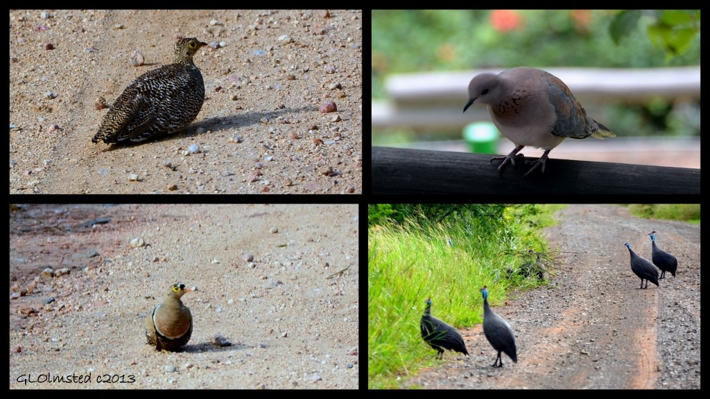 Coqui Franklins, Emerald-spotted Wood Dove, Helmeted Guineafowl and Double-banded Sandgrouse of Kruger National Park South Africa