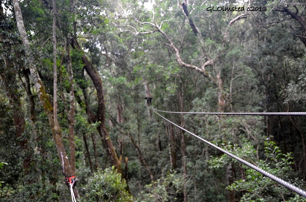Zip-line Tsitsikamma Canopy Tour Storms River South Africa