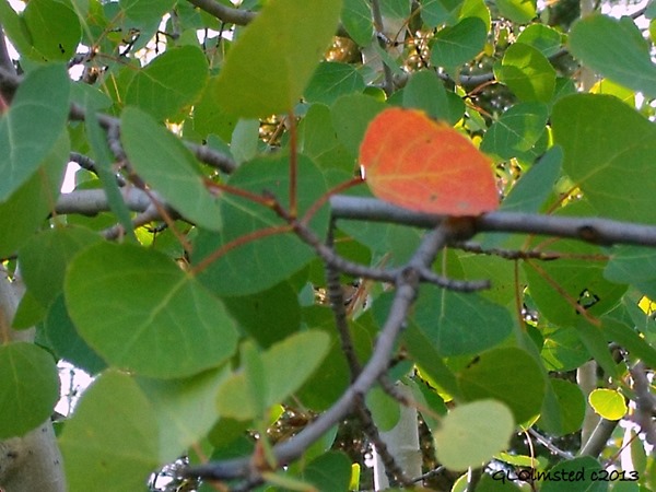 Red aspen leaf against the green Kaibab National Forest Arizona