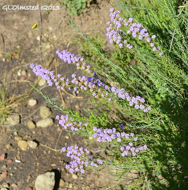 Unidentified flower along Echo Ravine trail Golden Gate Highlands National Park South Africa