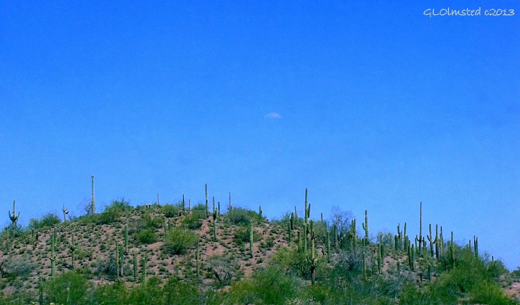 Saguaros along SR74 East AZ