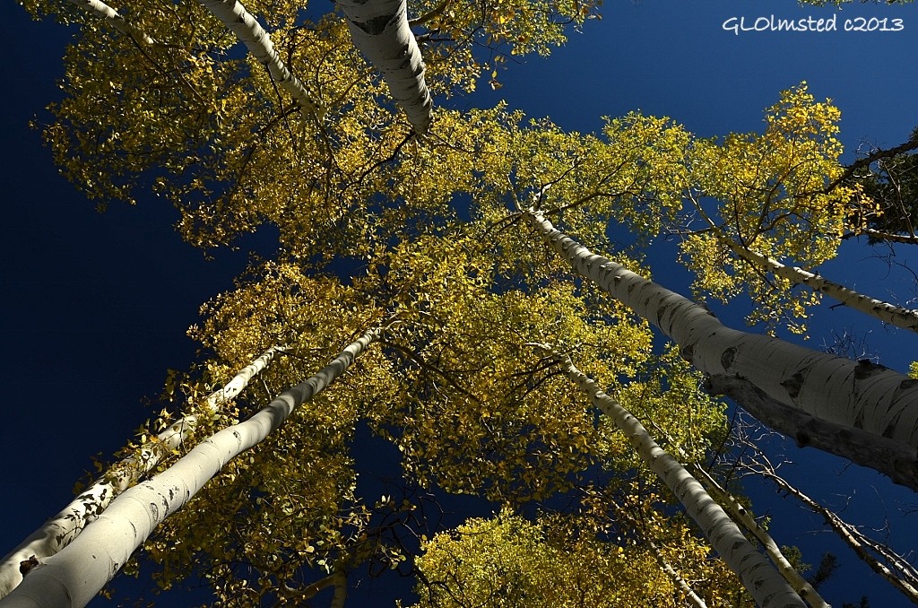 Looking up at golden aspen Kaibab National Forest Arizona