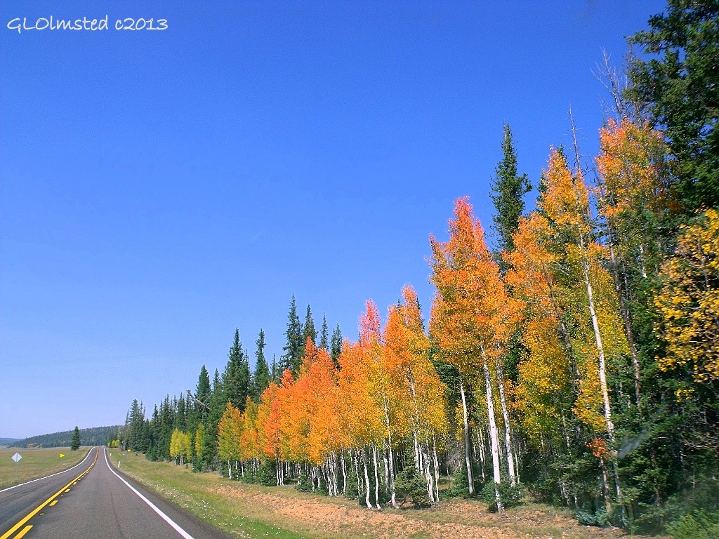 Fall color SR67 North Kaibab National Forest Arizona
