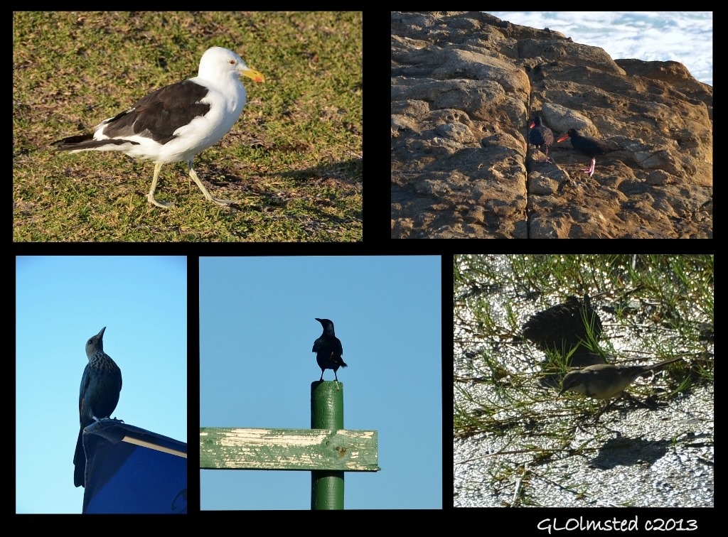 Birds seen at Storms River Mouth Tsitsikamma National Park South Africa