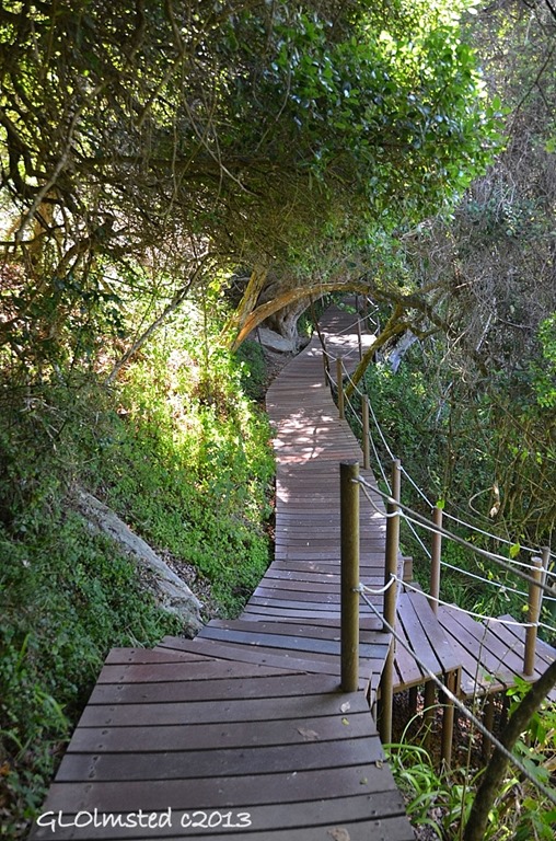 Boardwalk section of Suspension Bridge trail at Storms River Mouth Tsitsikamma National Park South Africa