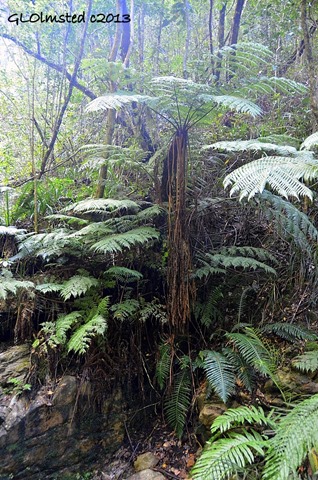Giant ferns along Waterfall trail at Wild Spirit Backpackers Lodge Nature's Valley South Africa
