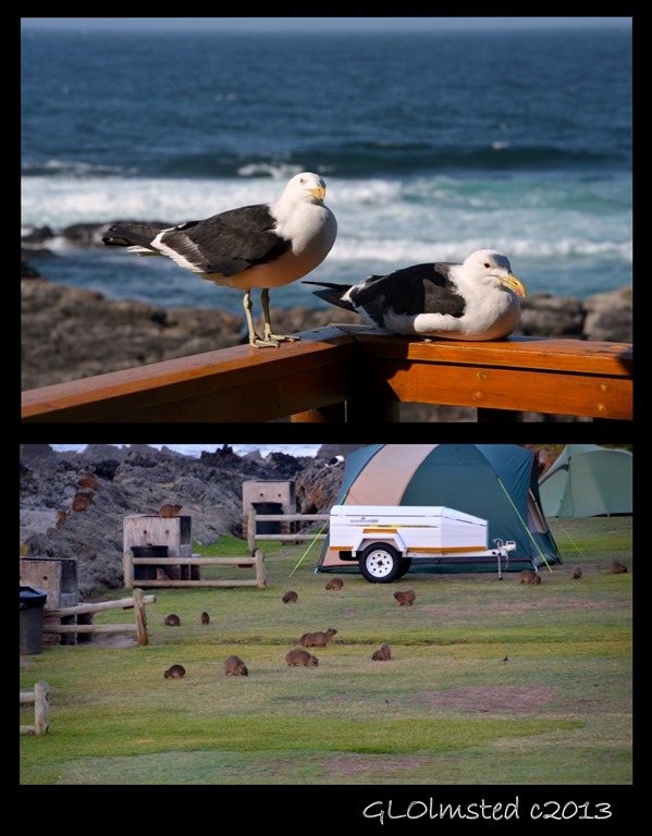 Gulls & dassies Storms River Mouth Tsitsikamma National Park South Africa