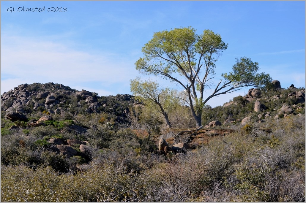 Poplar by pond Weaver Mountains Yarnell Arizona