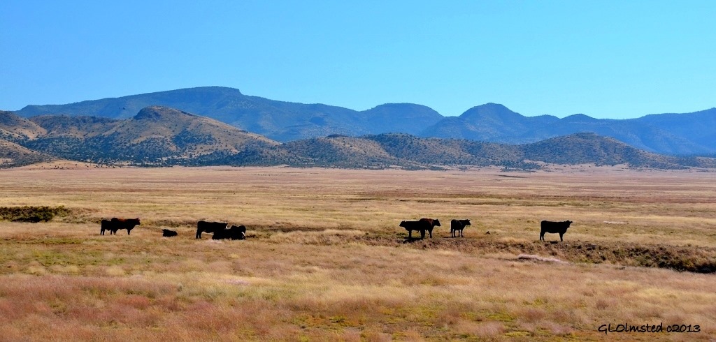 Cattle along Perkinsville Road Arizona