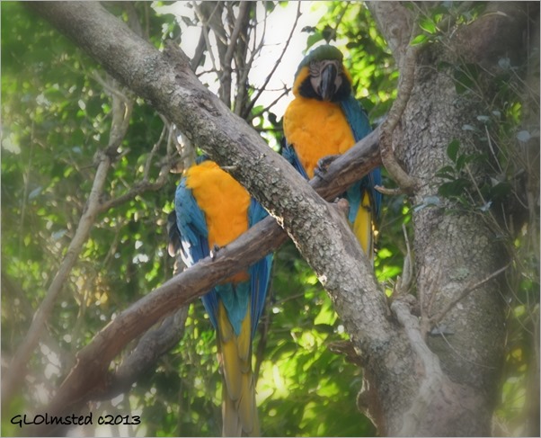 Macaws at Birds of Eden Plattenberg Bay South Africa