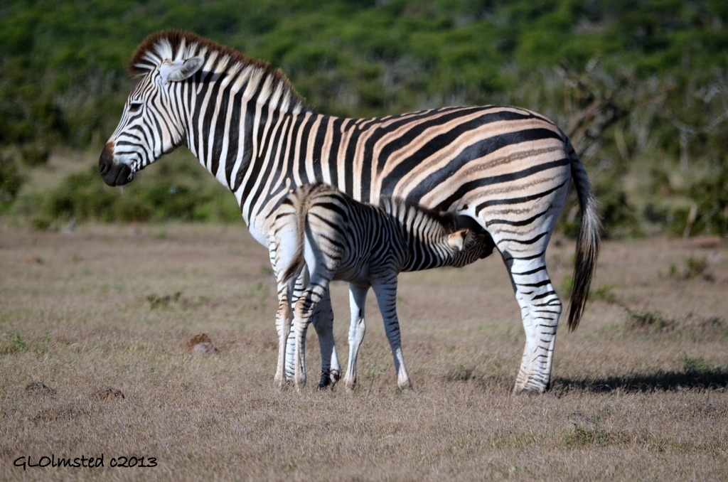 Zebras Addo Elephant National Park South Africa