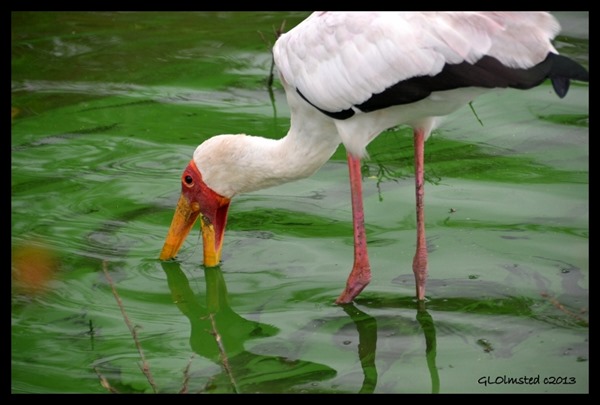 Yellow-billed Stork fishing Kruger National Park South Africa