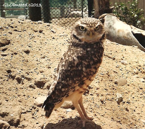Wilbur the burrowing owl California Living Museum Bakersfield California