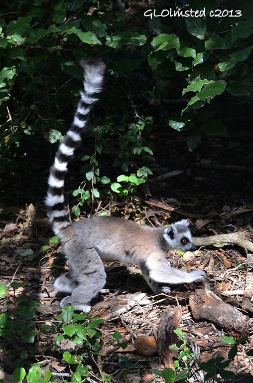 Ring tailed Lemur at Monkeyland Plattenberg Bay South Africa
